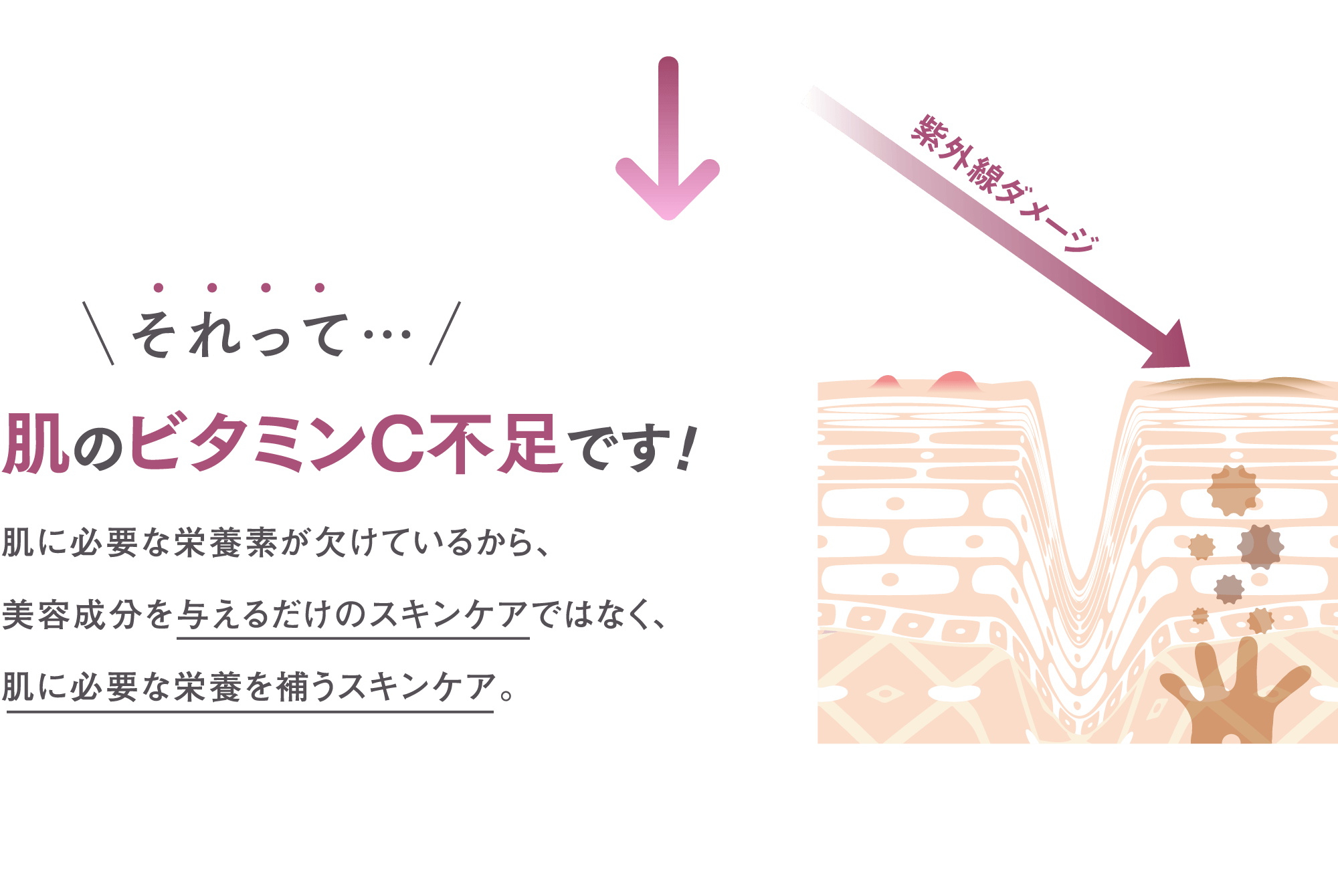 それって…肌のビタミンC不足です!